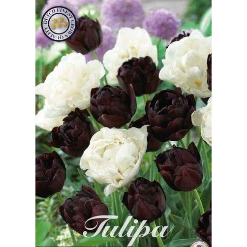 Tulipan Charming 10-pakning